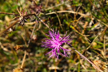 Centaurea jacea (brown knapweed or brownray knapweed) is a species of herbaceous perennial plants in the genus Centaurea native to dry meadows and open woodland.