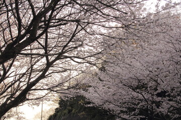 夕暮れ時の桜並木