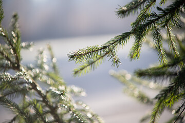 Green spruce branches close up. Natural background