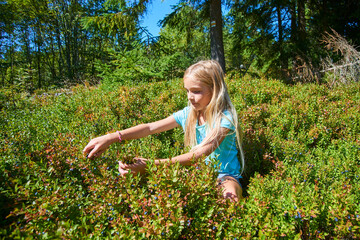 Child blond little girl picking fresh berries on blueberry field in forest. Child pick blue berry in the woods. 
