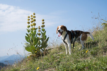 Beagle mit gelbem Enzian