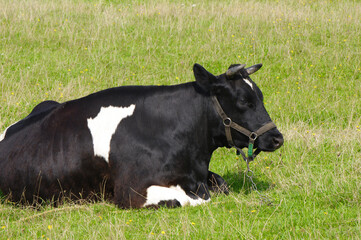 a large black cow with white spots is lying in the meadow