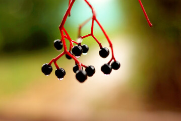 Drops of warm rain on a branch of autumn wild grapes space for text content