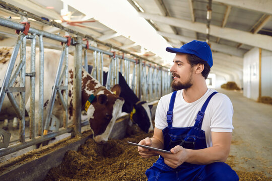 Farm worker with tablet in hands sitting near stables with feeding cows in spacious cowshed
