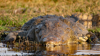 dangerous crocodile in the water