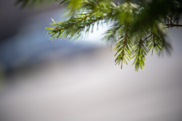 Obraz premium Green spruce branches close up. Natural background