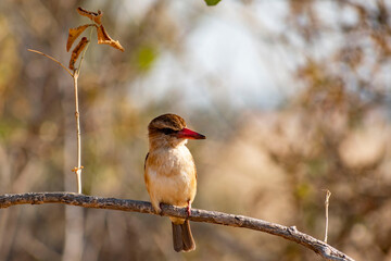 female cardinal on a branch