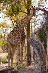 a giraffe and her mouth