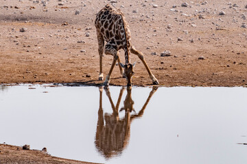 giraffe in the water