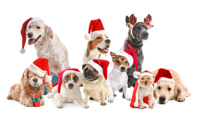 Dogs in Santa Claus hats and with Christmas gifts on white background