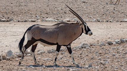 oryx in the savannah