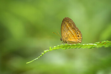 Beautiful Butterfly on Nature