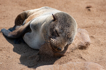 sleeping baby seal
