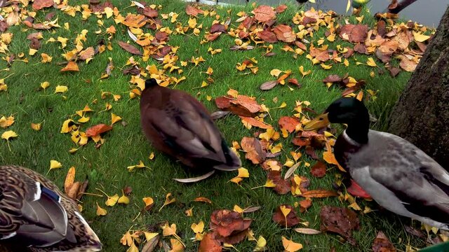 Ducks searching for food in the Tivoli Gardens in Copenhagen, Denmark, stock footage by Brian Holm Nielsen