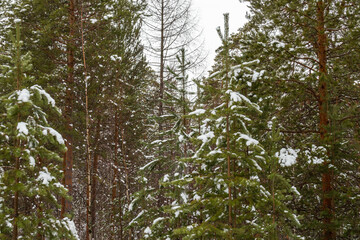 beautiful landscape with Christmas trees with snow in the forest for Christmas and New year