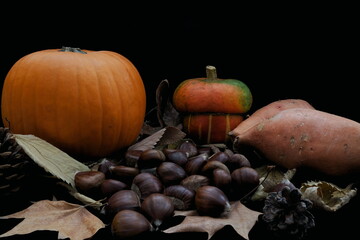 autumn still life with pumpkins, chestnuts and sweet potatoes. Black background.