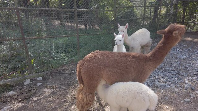 Fluffy, cute, funny alpacas. large brown alpaca feeds small white baby with milk