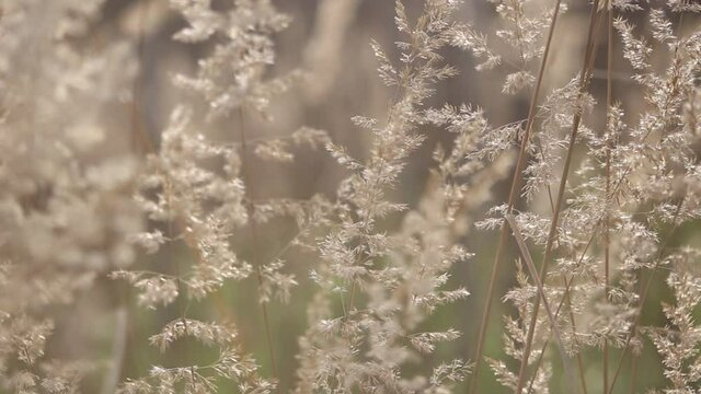 The texture of the grass that the wind moves. Dry grass in autumn. Filming of autumn flowers in nature. Natural background.