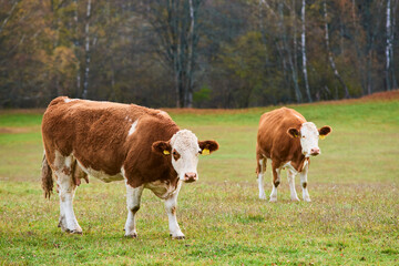Fototapeta na wymiar Cows grazing on a pasture in rainy day with forest in the background