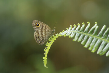 Beautiful Butterfly on Nature