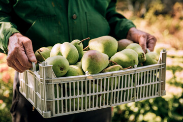 Fresh pears in men's hands. Juicy fragrant pears in a box, basket. The collection of pears