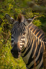 Fototapeta na wymiar Portrait of a plains zebra, equus quagga, equus burchellii, common zebra, Lake Mburo National Park, Uganda. 