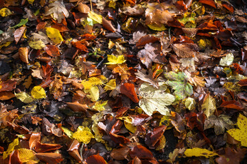 Colorful autumn leaves on the forest floor, seasonal nature, full frame background with copy space