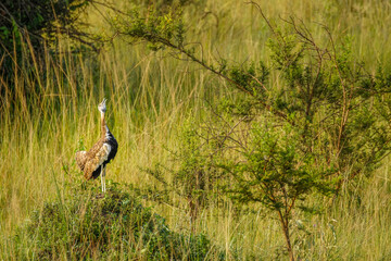 The black-bellied bustard (Lissotis melanogaster), is an African ground-dwelling bird in the bustard family, Lake Mburo National Park, Uganda.