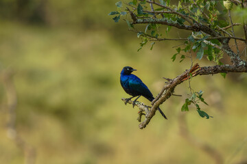 Rüppell's starling, also known as Rueppell's glossy-starling or Rueppell's long-tailed starling, is a species of starling in the family Sturnidae, Lake Mburo National Park, Uganda.	