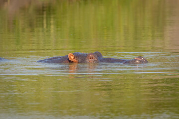Obraz premium The common hippo (Hippopotamus amphibius), Lake Mburo National Park, Uganda.