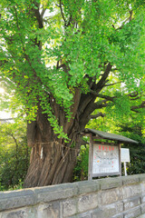 磐井神社　大銀杏