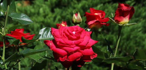 red rose in the garden