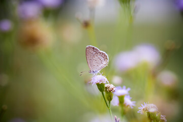 Beautiful Butterfly on Nature