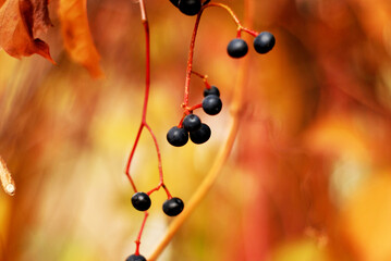 Autumn yellow-orange background with dark berries of wild grapes