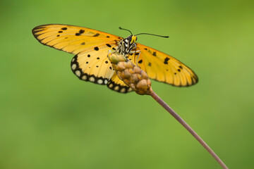 Beautiful Butterfly on Nature