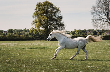 Obraz na płótnie Canvas Arabian Horse Galloping in a summer field