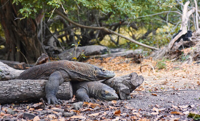 Mating Season of Komodo Dragon