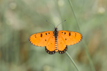 Beautiful Butterfly on Nature