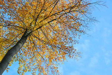View in the crown of a beech tree with colorful red golden autumn leaves against a blue sky,...