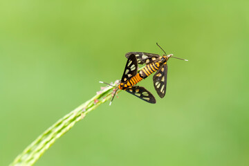 Beautiful Butterfly on Nature