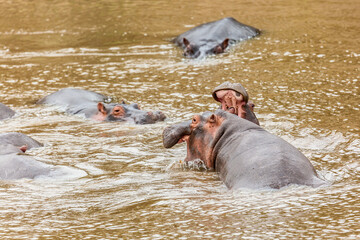 Many hippos in Masai river at Masai Mara National park in Kenya, Africa. Wildlife animals....