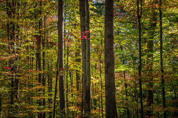 Fototapeta premium Autumn in Cozia, Carpathian Mountains, Romania. Vivid fall colors in forest. Scenery of nature with sunlight through branches of trees. Colorful Autumn Leaves. Green, yellow, orange, red.