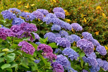 Obraz premium Beautiful hydrangea flowers in Brittany. France