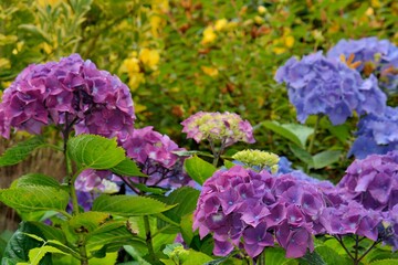 Fototapeta premium Beautiful hydrangea flowers in Brittany. France