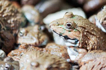 Frogs focus on their eyes, the background is blurred there are many more frogs.
