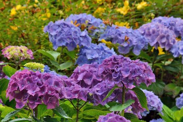 Beautiful hydrangea flowers in Brittany. France