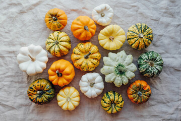 Fototapeta na wymiar Colorful mini pumpkins on white background, top view.