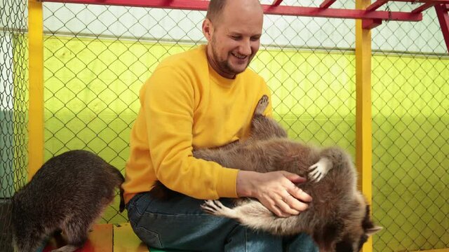 Raccoon close-up, plays hugs man's hand. Friendship of a person and small coon. Muzzle animal, contact zoo. Day, light. Human strokes cute beast