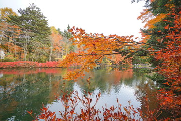 "Kumoba Pond". Autumn leaves that reflect on the pond. Japanese landscape. Beautiful autumn landscape.