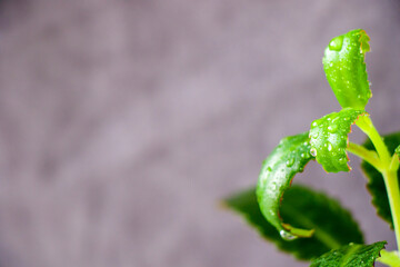 House room urban plant background, green leave background, houseplant close-up and macro, gardening